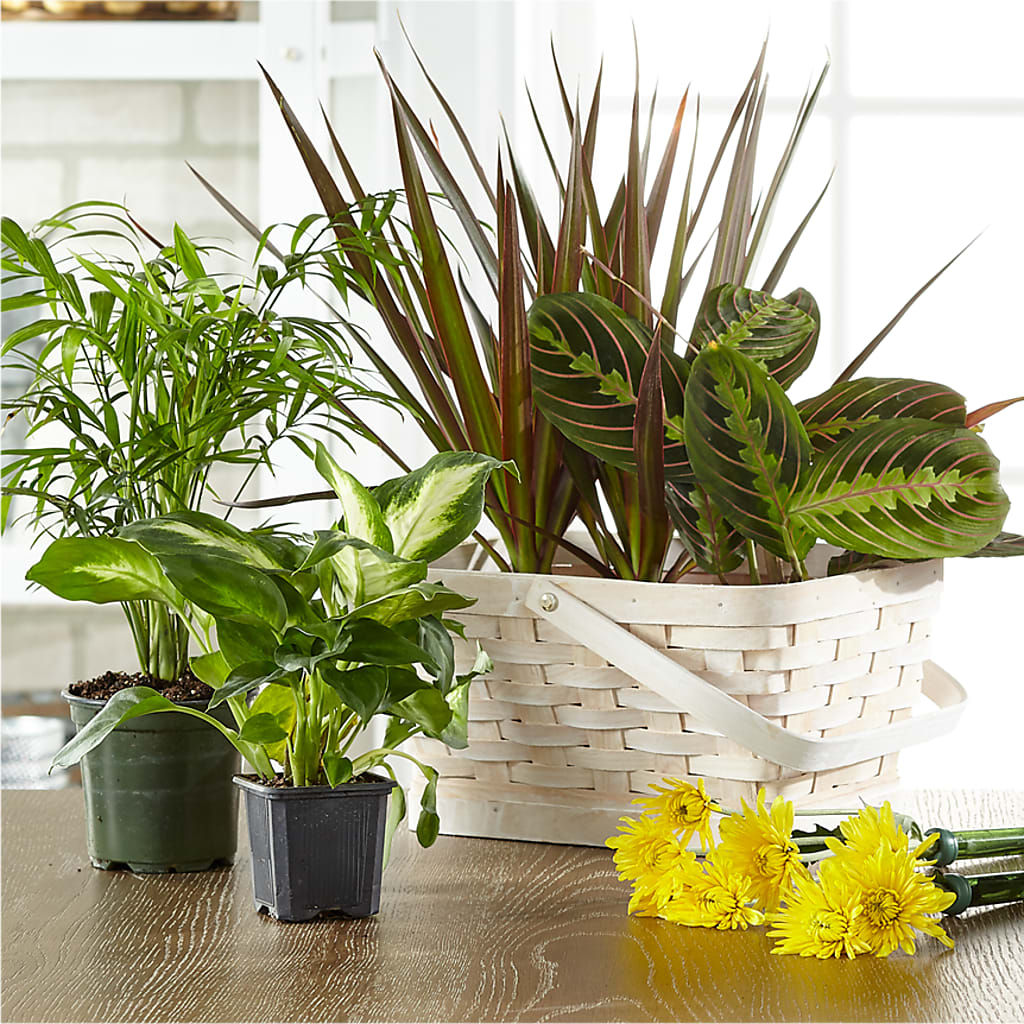 Florist Designed Blooming and Green Plants in a Basket – The Arrangement Smiles Unlimited Llc, Anderson IN