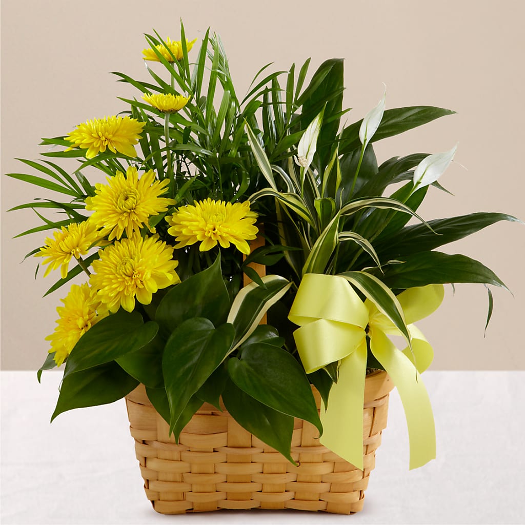 Loving Light Dishgarden – The Arrangement Smiles Unlimited Llc, Anderson IN
