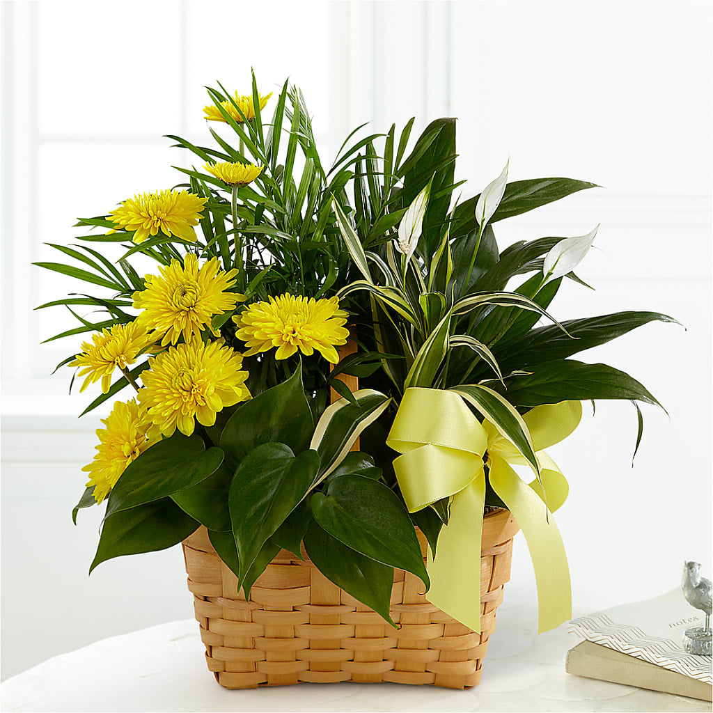Loving Light Dishgarden – The Arrangement Smiles Unlimited Llc, Anderson IN