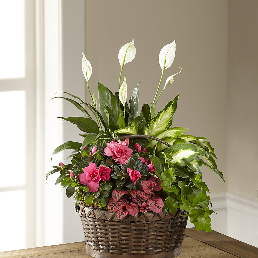Dream in Pink Dishgarden – The Arrangement Smiles Unlimited Llc, Anderson IN