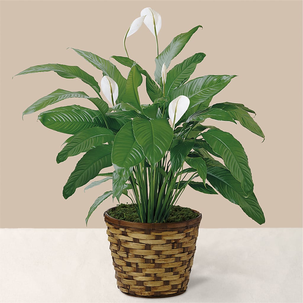 Tranquil Moments Peace Lily Plant – The Arrangement Smiles Unlimited Llc, Anderson IN