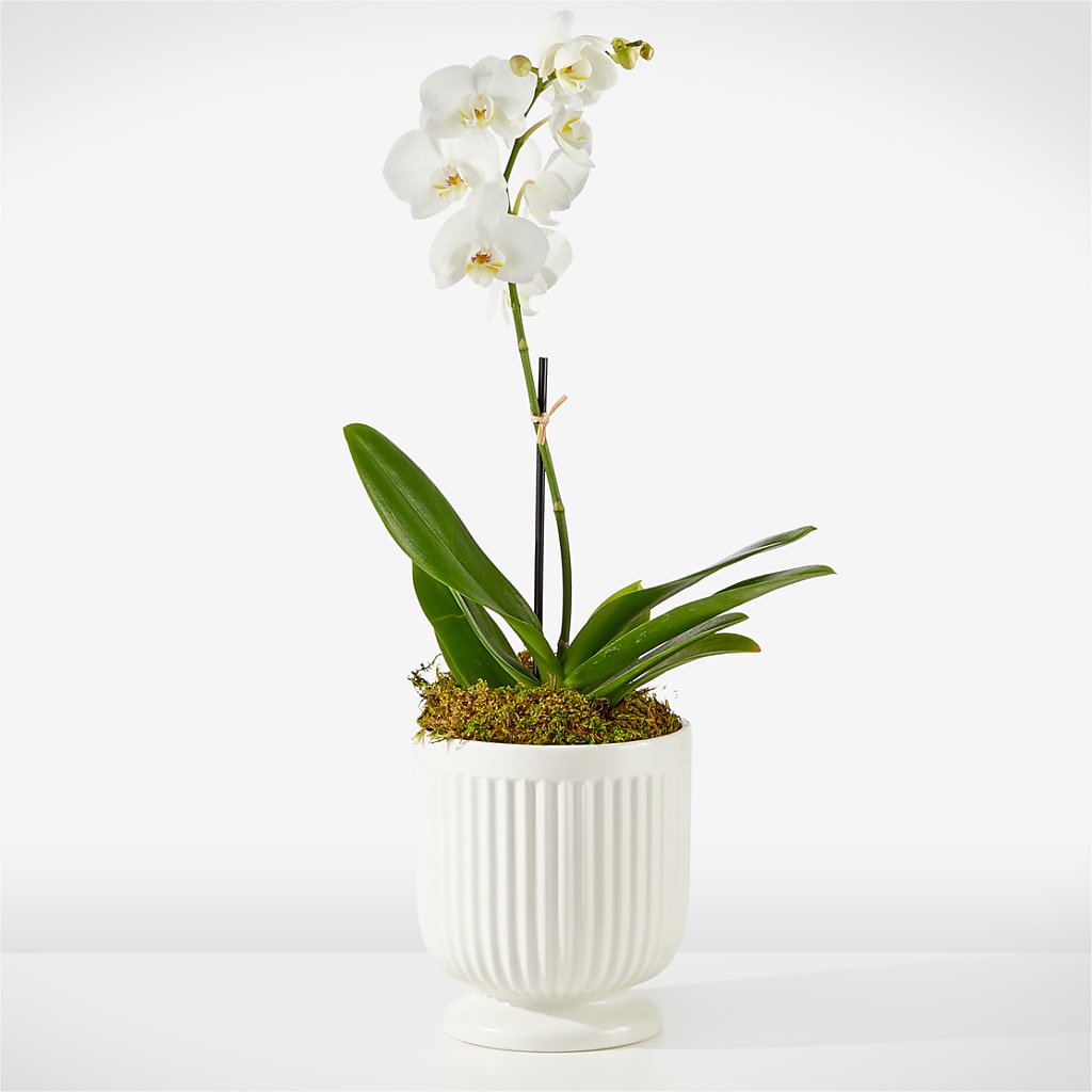 Whispering White Orchid – The Arrangement Smiles Unlimited Llc, Anderson IN