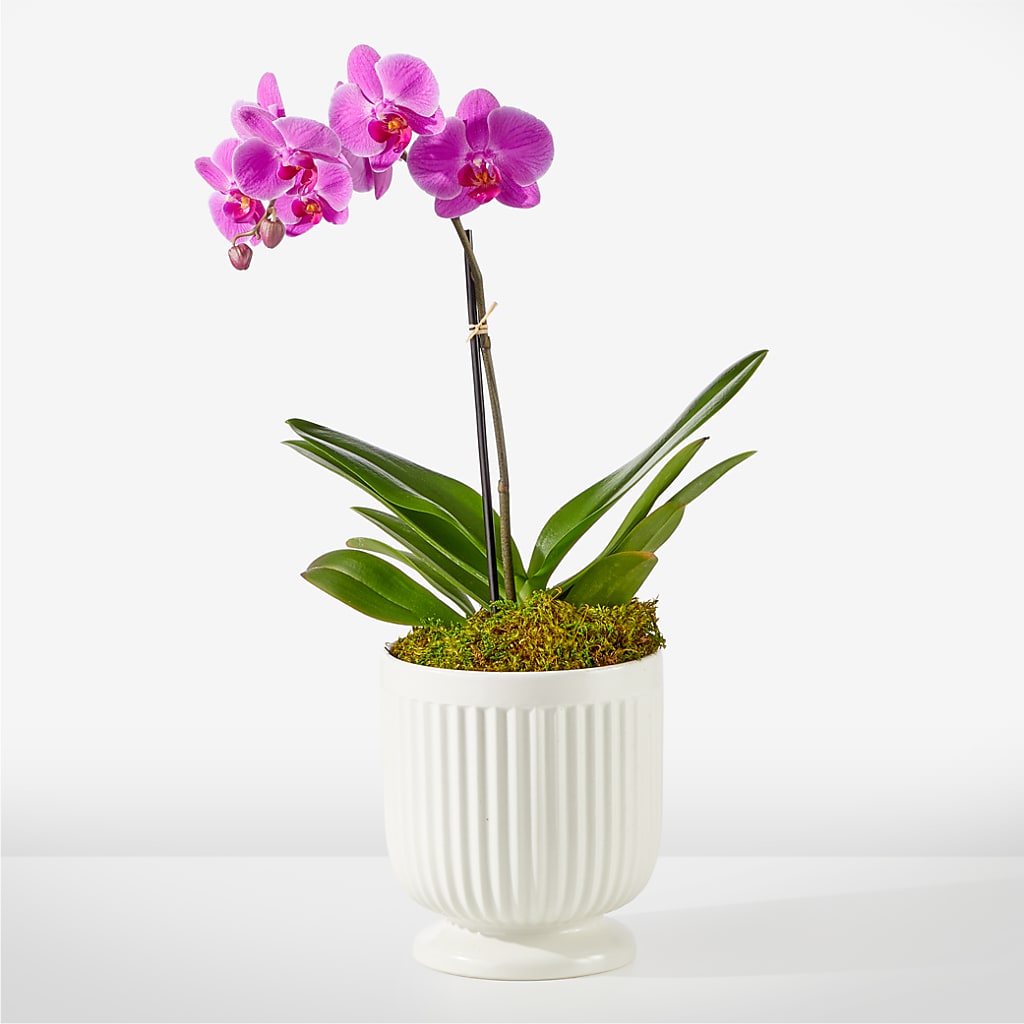 Friendly Fuchsia Orchid – The Arrangement Smiles Unlimited Llc, Anderson IN