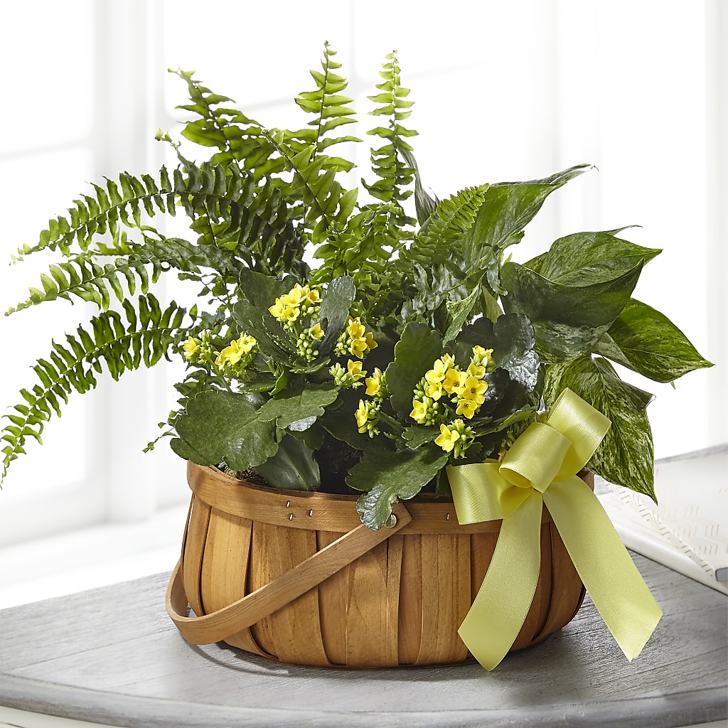Always Dear Dishgarden – The Arrangement Smiles Unlimited Llc, Anderson IN