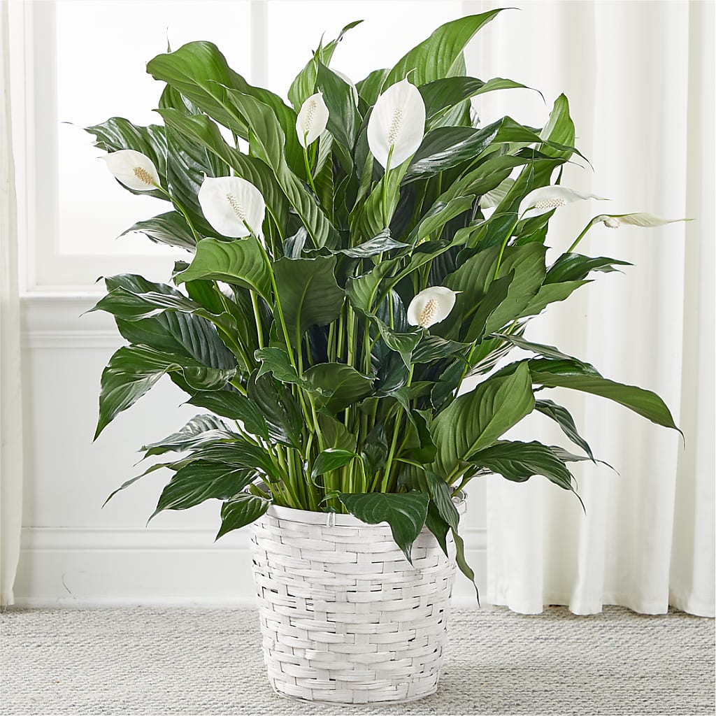 A New Leaf Peace Lily – The Arrangement Smiles Unlimited Llc, Anderson IN