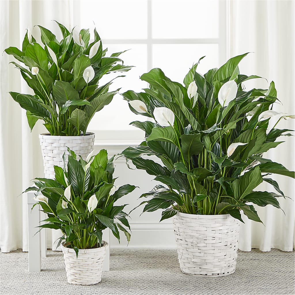 A New Leaf Peace Lily – The Arrangement Smiles Unlimited Llc, Anderson IN