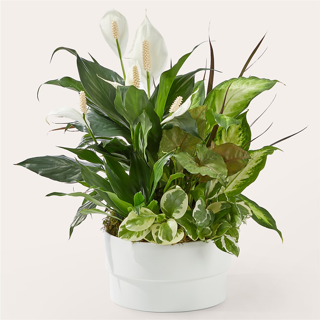 Radiating Positivity Dishgarden – The Arrangement Smiles Unlimited Llc, Anderson IN