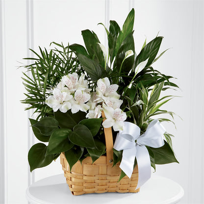 Peace & Serenity Dishgarden –  The Arrangement Smiles Unlimited Llc, Anderson IN