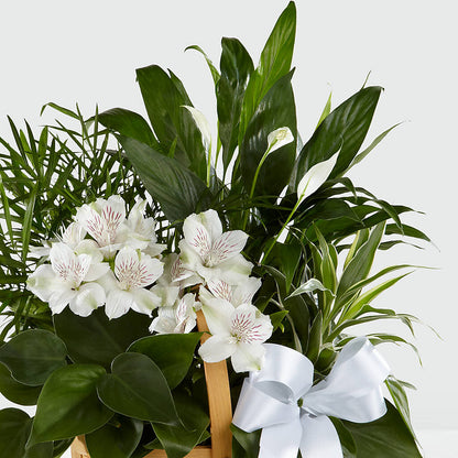 Peace & Serenity Dishgarden –  The Arrangement Smiles Unlimited Llc, Anderson IN