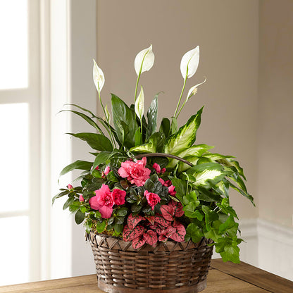 Dream in Pink Dishgarden –  The Arrangement Smiles Unlimited Llc, Anderson IN