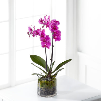 Pink Orchid Plant –  The Arrangement Smiles Unlimited Llc, Anderson IN