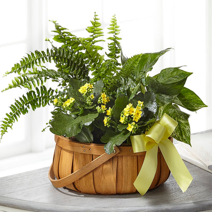 Always Dear Dishgarden –  The Arrangement Smiles Unlimited Llc, Anderson IN