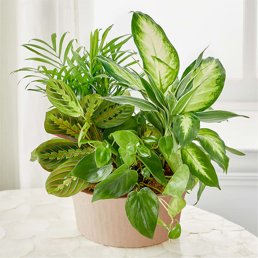 Balance & Harmony Dishgarden –  The Arrangement Smiles Unlimited Llc, Anderson IN
