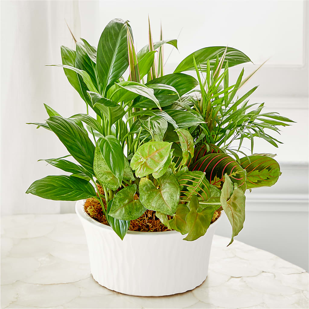 Balance & Harmony Dishgarden –  The Arrangement Smiles Unlimited Llc, Anderson IN