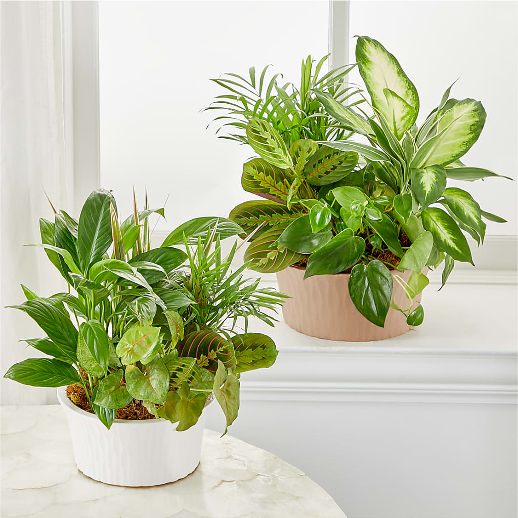 Balance & Harmony Dishgarden –  The Arrangement Smiles Unlimited Llc, Anderson IN