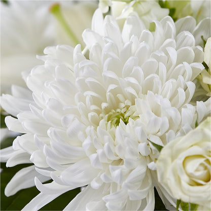 Classic Ivory – A Florist Original –  The Arrangement Smiles Unlimited Llc, Anderson IN